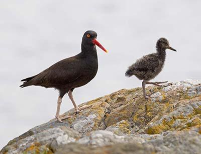 An oystercatcher and its chick