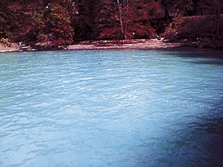 A snapshot of the herring spawn in Fishing Bay.