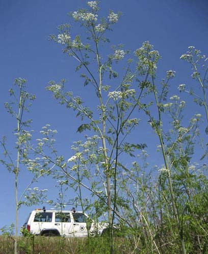 Poison hemlock