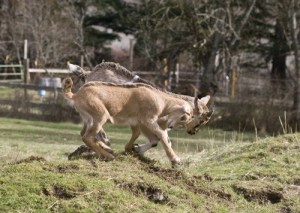 Baby goats playing at Pi Valley Llama farm.