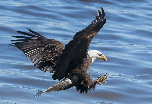 A bald eagle at Crescent beach.