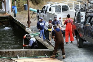 Long Live the Kings volunteers pulling out dead fish after the power outage last week.