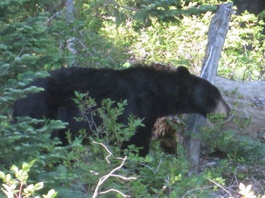 The black bear spotted on Sourdough