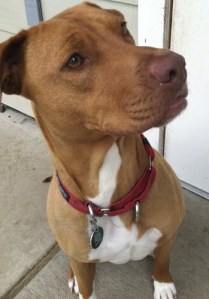 Dahlia is young and very energetic. She arrived at the shelter with no training but now she is house broken and knows how to sit