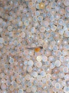 A newly spawned salmon still carrying the yolk.