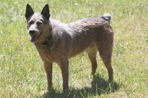 To schedule a spay or neutering appointment