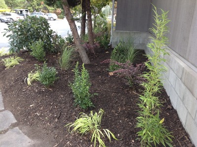 Some of the new landscape at Orcas Island Library.
