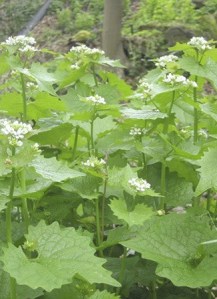 Garlic mustard.
