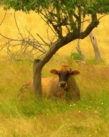 April the cow