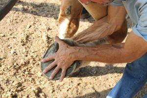 Above: Greg Lange holds his hand against Sonny’s hoof to illustrate its size. Sonny is six feet tall and 2