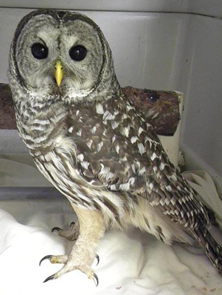 A barred owl.