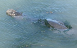 The elephant seal in the bay at West Beach Resort
