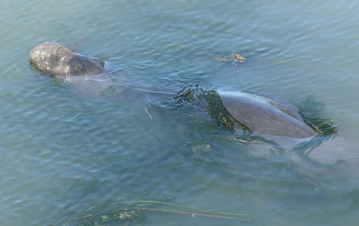 The elephant seal in the bay at West Beach Resort