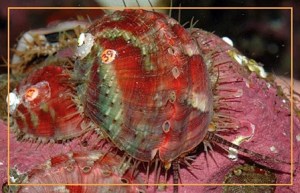 Northern abalone.