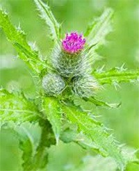 Indian thistle.