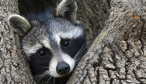Raccoon in a tree.
