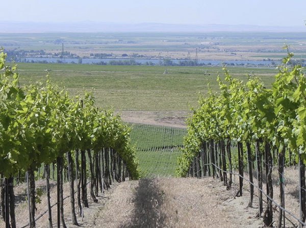 The Thurston Wolfe Winery vineyard