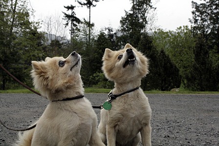 Gracie and Griffin