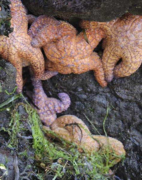 Healthy-looking sea stars near Indian Island.