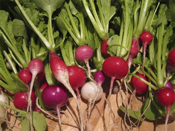 San Juan County Master Gardeners have started their plant problem diagnostic clinic.