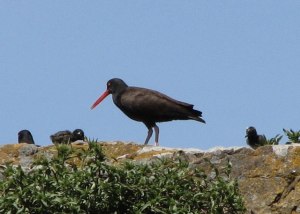 The two Black Oystercatchers with their two chicks.