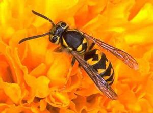 A Western yellow jacket with flowers. There are at least seven species of wasps in the Northwest.