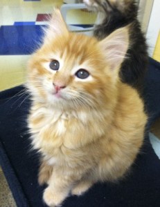 A kitten who was adopted from the shelter last year.