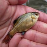 A young striped perch.