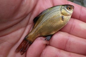 Warming waters threaten Indian Island