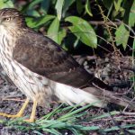Colleen Smith Armstrong photo                                A baby Cooper&rsquo;s Hawk.