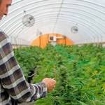 Long legal battle over pot farm settled