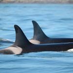 Killer whales are more loving, than deadly