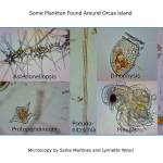 SoundToxins monitor harmful algal blooms