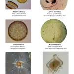 SoundToxins monitor harmful algal blooms