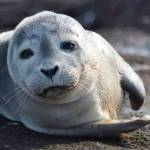 Wolf Hollow to resume marine mammal rehab program