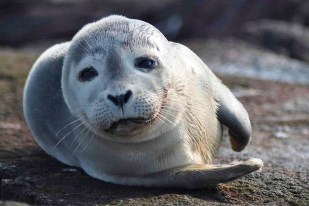 Wolf Hollow to resume marine mammal rehab program