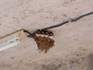 Don’t harm the swallows | Guest Column