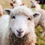 Lamb, Wool and Goat Festival