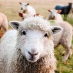 Lamb, Wool and Goat Festival