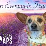 Animal Protection Society annual wine pairing dinner and auction