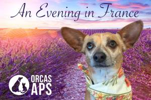 Animal Protection Society annual wine pairing dinner and auction