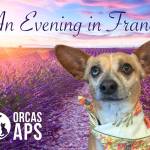 Animal Protection Society annual wine pairing dinner and auction