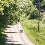 Hilary Canty saw the bear in Olga on May 28 at 1 p.m.