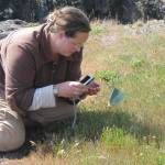Iceberg Point dig could locate artifacts, but harm native wildflowers