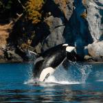 Contributed photo/Dave Elllfrit, Center for Whale Research                                Granny, the once oldest-known Southern resident killer whale, breaches in 2008. The Center for Whale Research listed her as missing and presumed dead in early 2017.