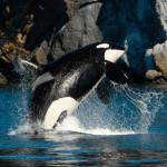 County officials discuss how to protect orcas