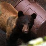 Dana Neel took this photo of the black bear on Buck Mountain, just above the intersection of Summit Road and Purdue Lake Road.