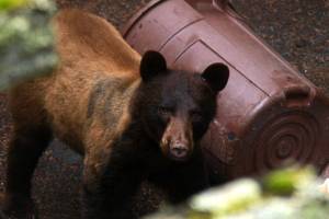 Dana Neel took this photo of the black bear on Buck Mountain, just above the intersection of Summit Road and Purdue Lake Road.
