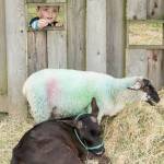 Fun with farm animals | Week-long camp wraps up