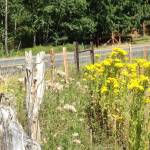 It’s tansy ragwort season